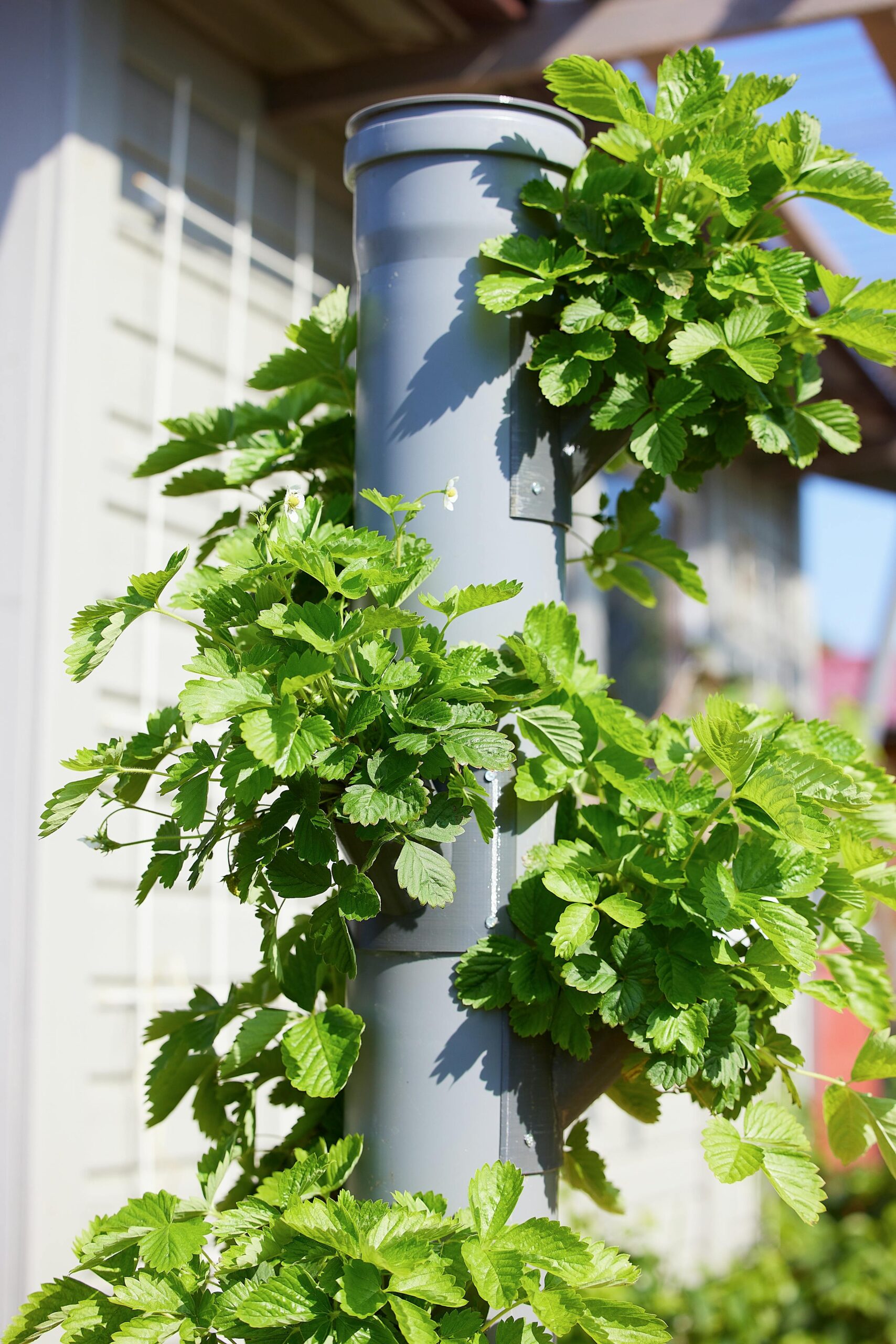 Hydroponic Farming: 10 Benefits of Growing Your Own Delicious Food