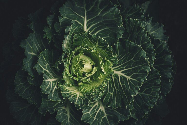 Fresh green lettuce growing in a hydroponic system, one of the easiest vegetables to grow hydroponically.