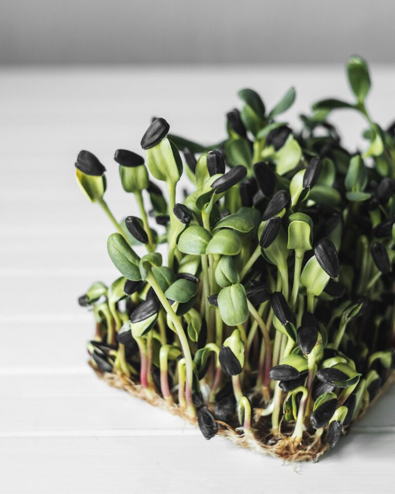 A variety of colorful microgreens examples displayed on a wooden table.