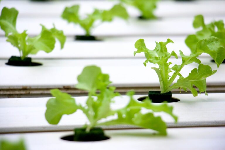 Essential Hydroponics Equipment for Successful Indoor Gardening